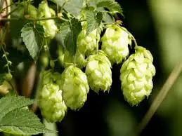 Humulus Lupulus.jpg